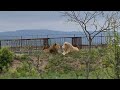 Львы среднего прайда на любимом месте! Тайган Lions in Crimea