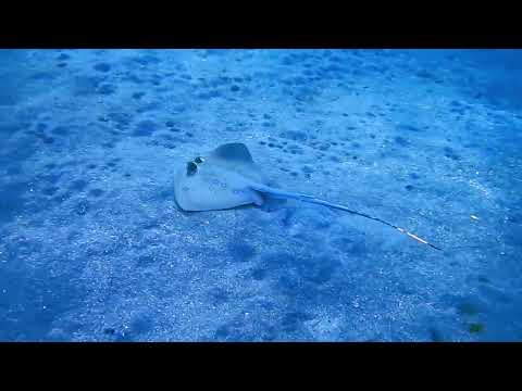 سمك الراي اللاسع بغيت اتكهرب