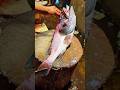 Amazon Big Fish Cutting Video | Satisfying Fish Filleting Skills #shorts #shortvideo #fishcutting