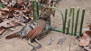 how to make easy trap for catching the natural quail bird