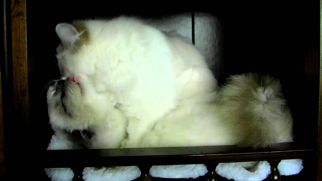 Ragdoll Kitten Clean up YouTube