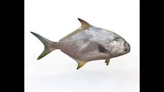 Pompano fish 3d model