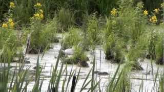 Whooper Swan Brood At Grajna Iba 11 07 2012 By Dz Vincheuski