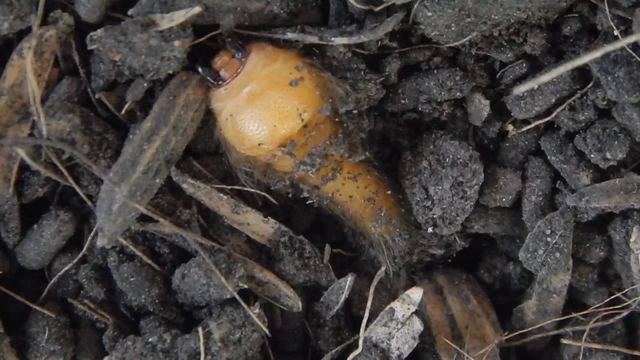 Emerald Beetle (Sternocera ruficornis) Larva