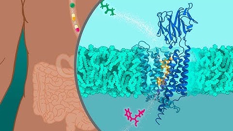 Molecular structure of human Peptide Transporter 1 (PepT1)