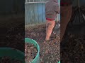 MORE CLEAN UPS! #work #lawncare #landscaping #meta #metaglasses #fun #shorts