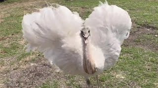 Kevin's Son Charges But Doesn't Attack