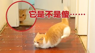 【喵来啦】猫能有多神经病地板拆了疯狂在地上摩擦