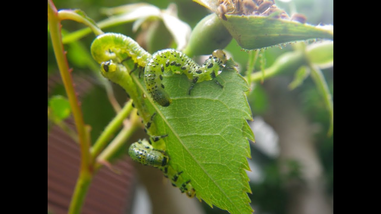 バラ の 蕾 を 食べる 虫