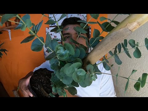 Video: ¿Cómo propagar Eucalyptus cinerea?