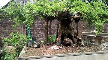 Thăm vườn cây cảnh thầy Đặng Xuân Cường (Cường hoa sĩ).