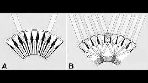 Insect Vision  Ommatidium Structure and Function animation 2017