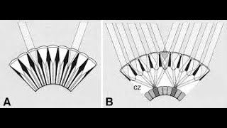 Insect Vision  Ommatidium Structure and Function animation 2017