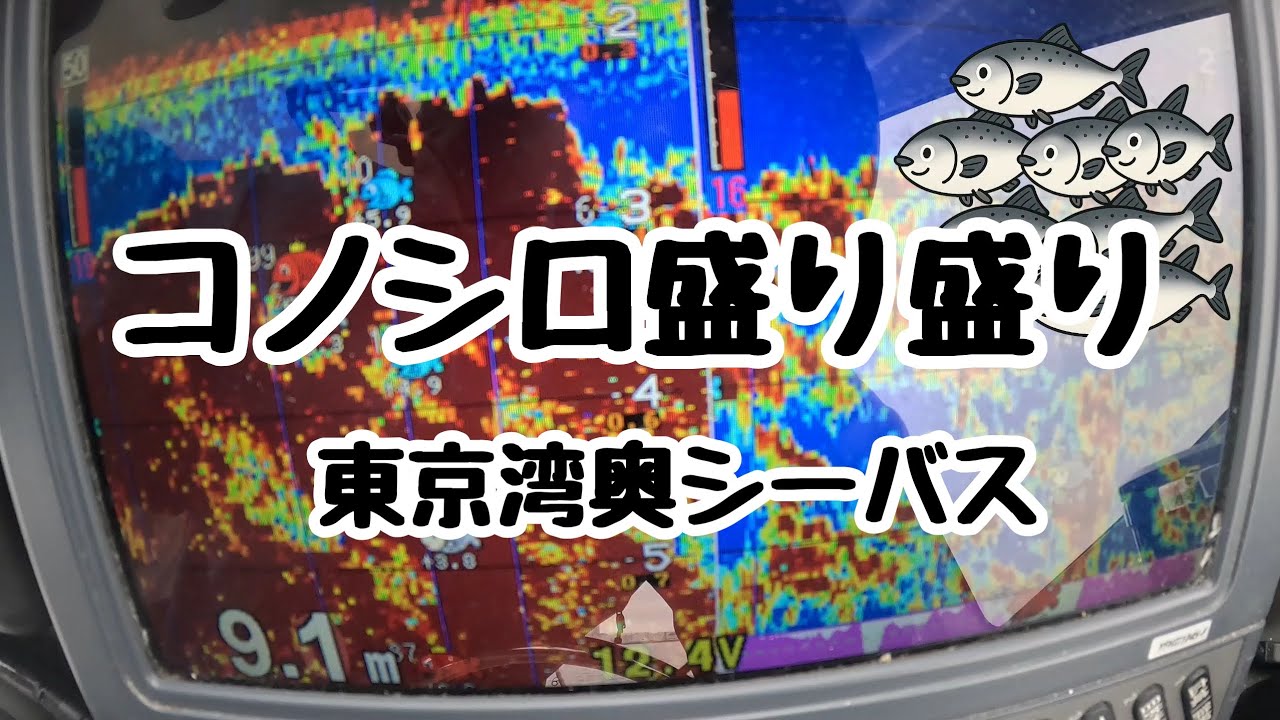 【東京湾奥】コノシロパターンでのシーバス釣りをしてきました！
