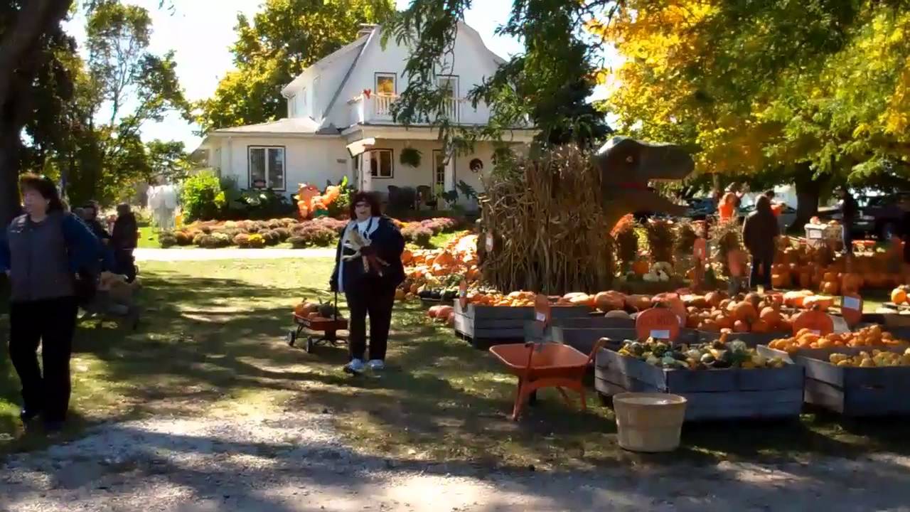 DINGES PUMPKIN PATCH THREE OAKS ,MICHIGAN YouTube