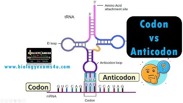 Difference between Codon and Anticodon with examples