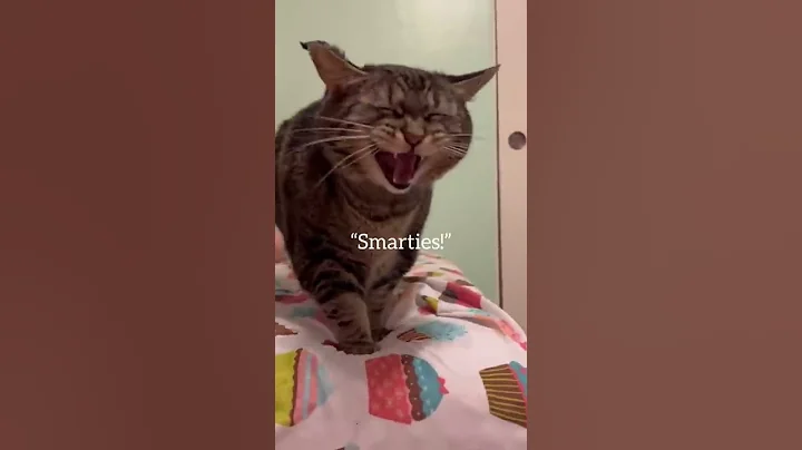 ペニーは決断を下すために最善を尽くしました！ #penny #pennythecat