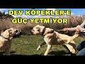 HARİKA ÇOBAN KÖPEKLERİ | İZMİR SELÇUK | GÜÇ YETMEDİ !