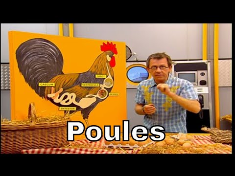 Vidéo: Qu'est-ce qu'une poule poulette ?