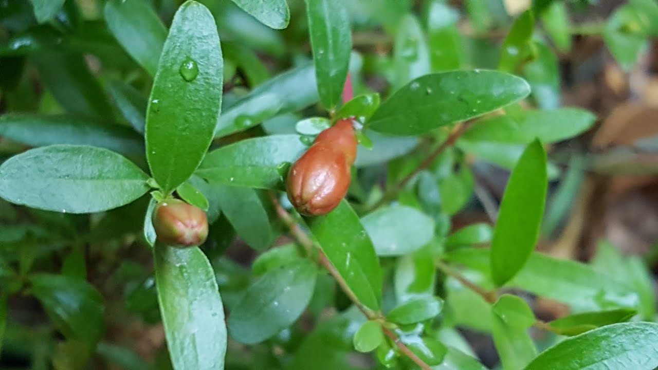 How to Care for Pomegranate Tree Pomegranate Fruit and Flower Drop