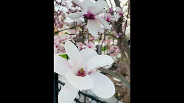 Beautiful Magnolia Tree #canada #flowers #spring #nature #magnolia