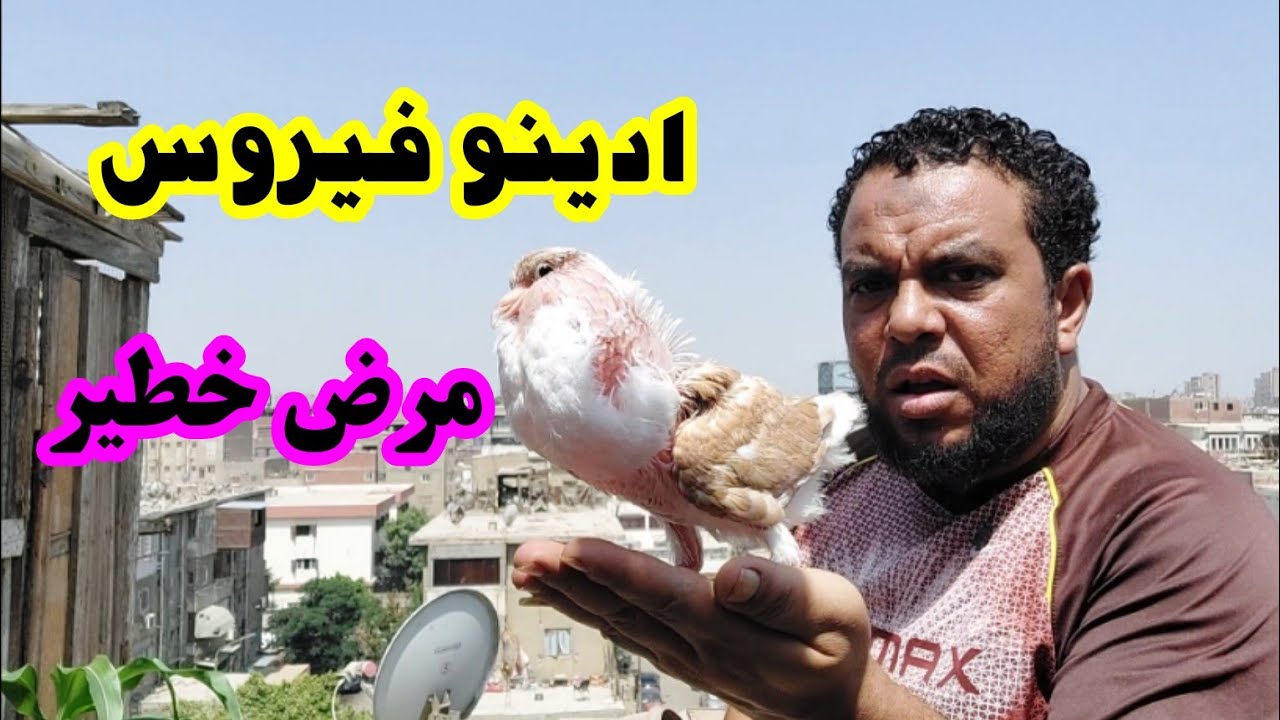 شوف ظهر إيه عندي حاجه غريبه جدا منتشره عند الجميع الآن( ادينو فيروس)