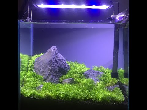 #1 [Set Up] Iwagumi Style Aquascape (Riccia Fluitans)