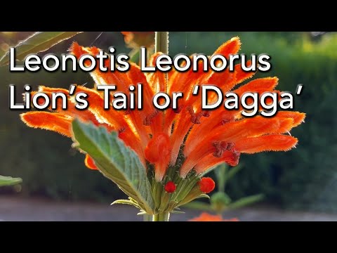 Video: Odla Leonotis-växter - Används för Leonotis Lion's Ear Plant