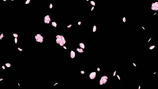 Cherry Blossom 🌸 Animation copy rights free background
