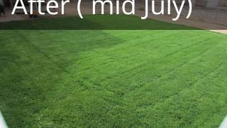 milorganite before and after