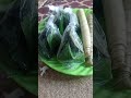 Sedekah Bumi Sedekah Bumi
