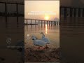 Sukoon #youtubeshorts #lifeisbutadream #sunset #travel #lifeisgood