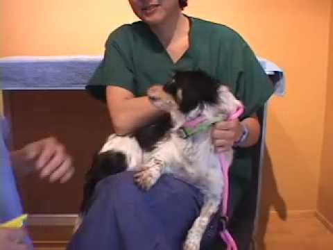 Dog Aggressive for Toenail Trim | drsophiayin.com