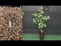 زراعة شجرة البندق من البذور