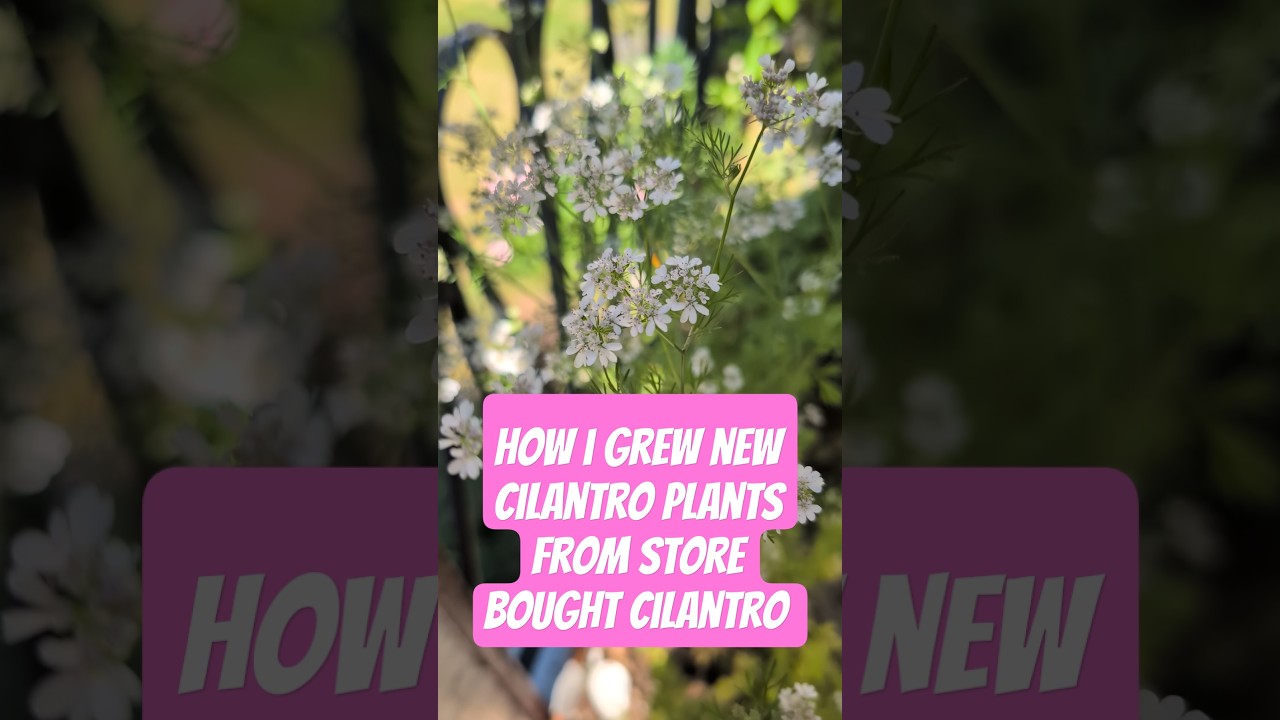 How I Grew New Cilantro Plants from Store Bought Cilantro 