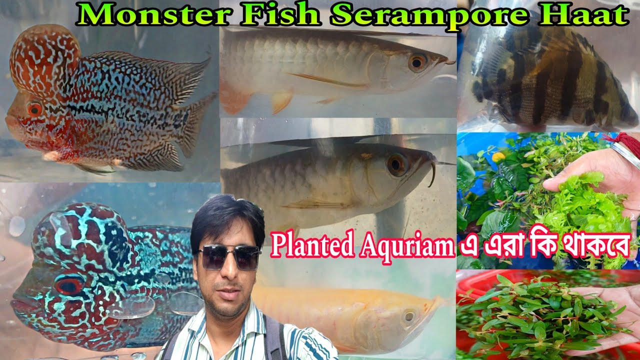 Sunday Serampore Fish Pet Market | Shrirampur Fish Market | Fish Shop Near Me | Fish Market | Fish 