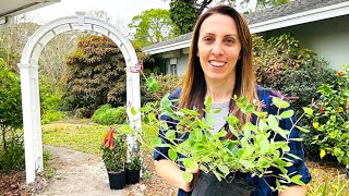 Charming Cottage Garden Arch Trellis Build