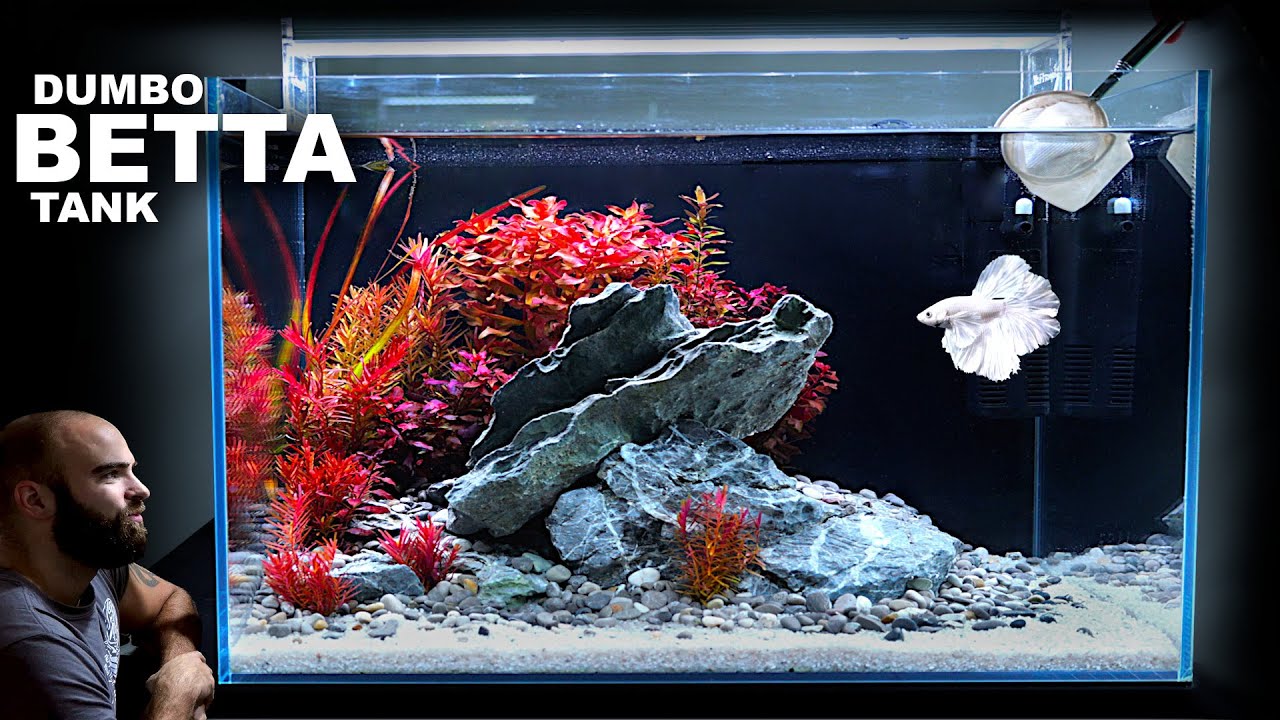 Dumbo Betta Tank: AMAZING Red Plant Aquascape Tutorial 