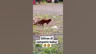 musang vs kucing #shorts