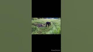 LAGU ACEH TERBARU Beubagah Kaya