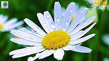 سورة الرحمن — سِتارُ الرحمةِ الإلهية يَلفُّ الأرواحَ بالسَّكينة