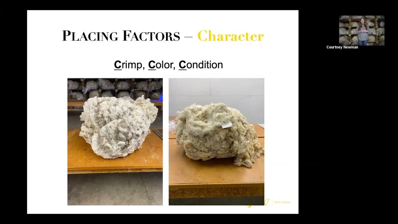 Classes Wool Judging Tutorials YouTube