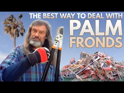 The Best Way to Deal with Fallen Palm Fronds