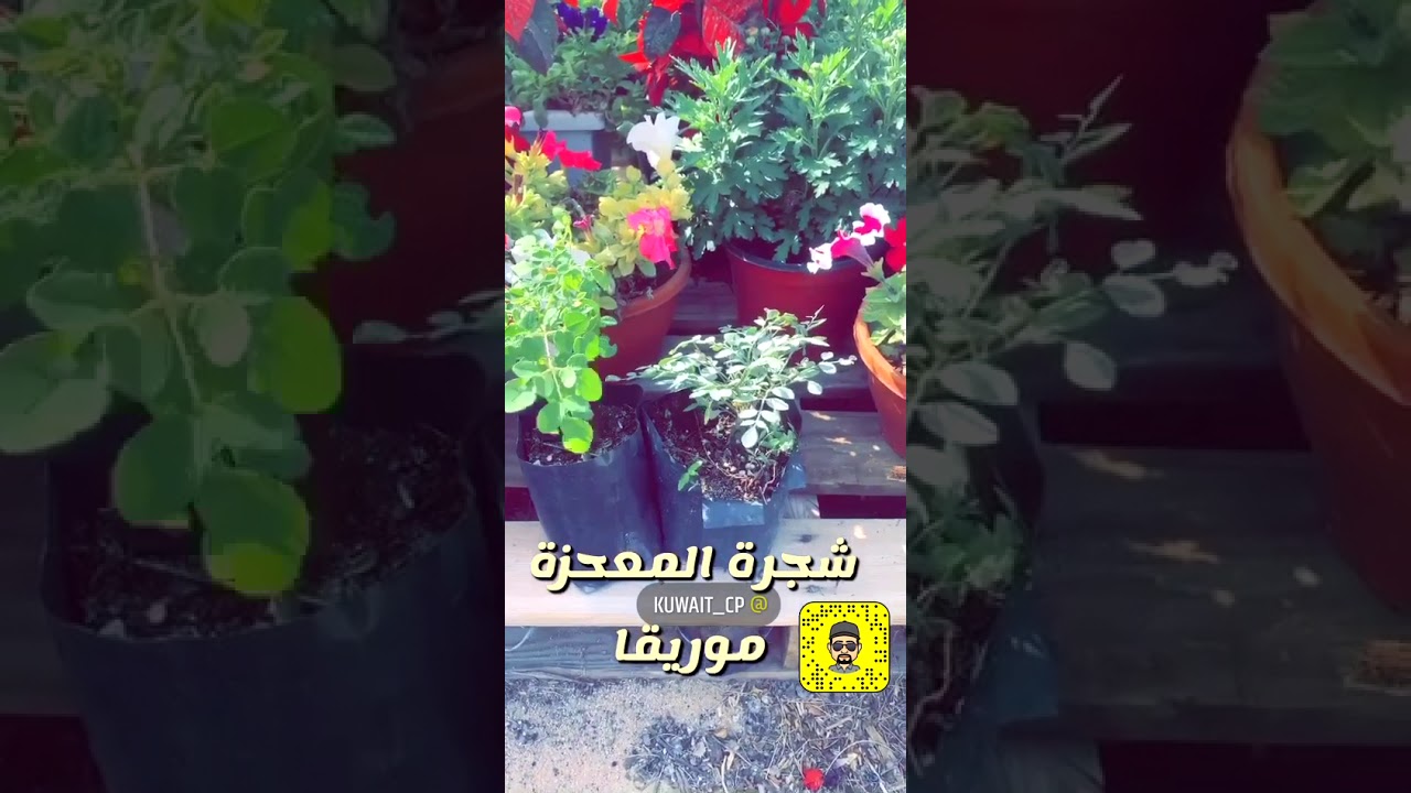 زهور شجرة البان