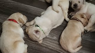 Overnight puppy camera 2 week old Golden Retrievers