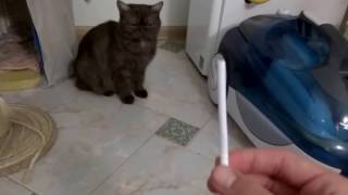 Как коты относятся к СИГАРЕТАМ? Как коты относятся к СИГАРЕТАМ?