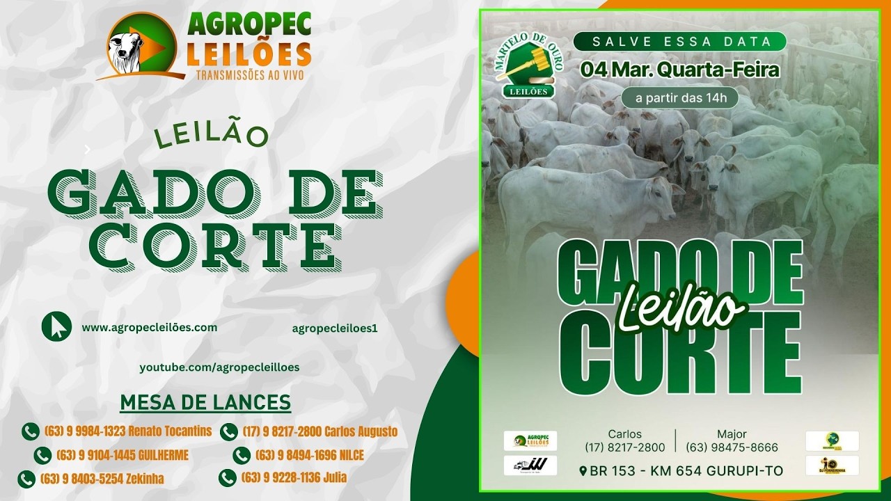 agropecleiloes.com LEILÃO GADO DE CORTE | MARTELO DE OURO LEILÕES - GURUPI-TO 04/03/2026.