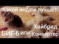 Кто лучше?Индюк Биг-6 или Хайбрид Конвертер