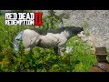 НОВАЯ Черно-белая лошадь ➤ Прохождение #11 ➤RED DEAD REDEMPTION 2