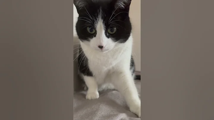 Why Does Your Cat Bite When You Pet It?🤯 #shorts #youtubeshorts